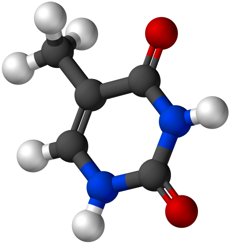 Thymine